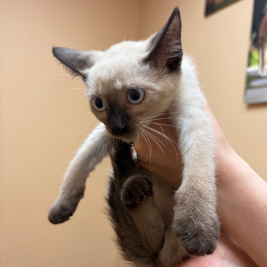 CLOUD - Domestic Shorthair available for adoption