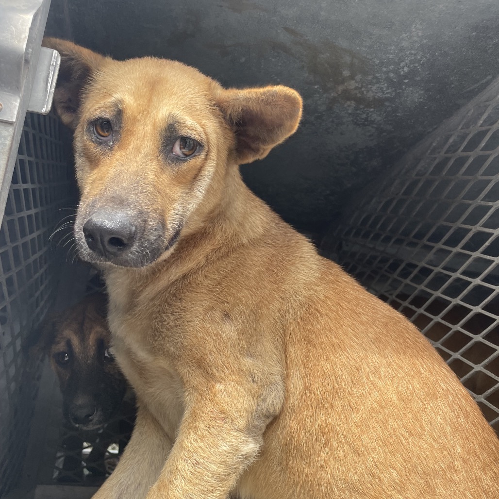 CARNATION - Malinois / Belgian available for adoption