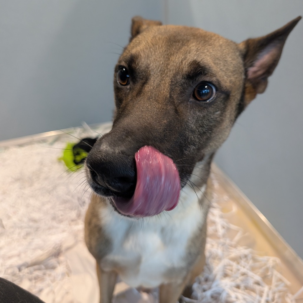 Insignia — thumbnail 3