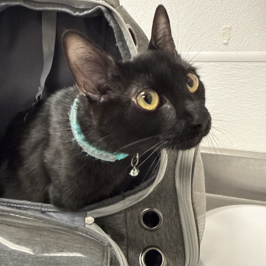 HACC-STRAY-36684