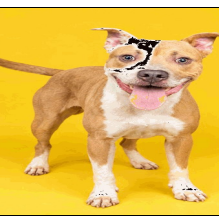 CYRUS - Mixed Breed (Medium) available for adoption