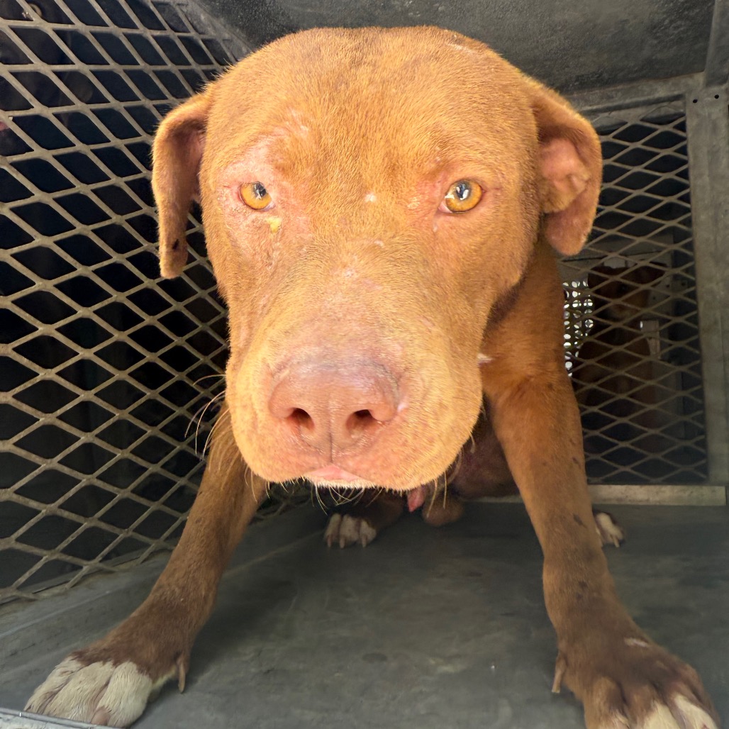 MAXIMUS - Terrier, Pit Bull / Mixed Breed (Medium) available for adoption
