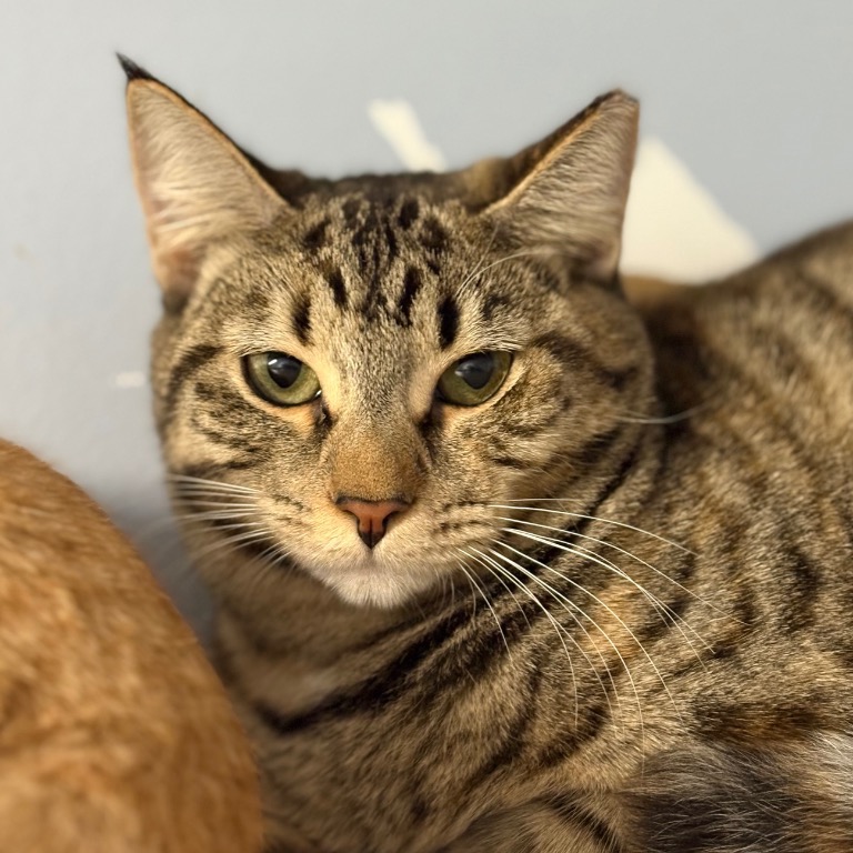 Full body shot of Glinda