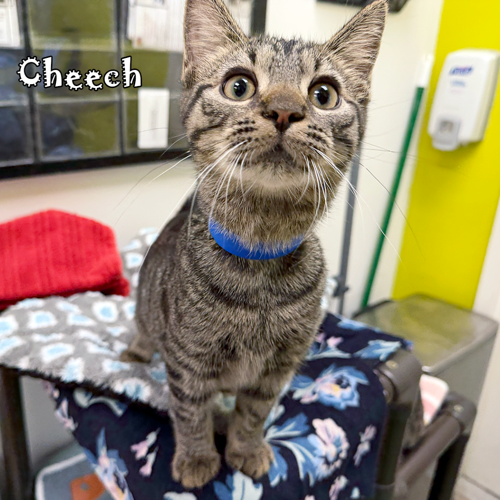 Cheech, an adoptable cat