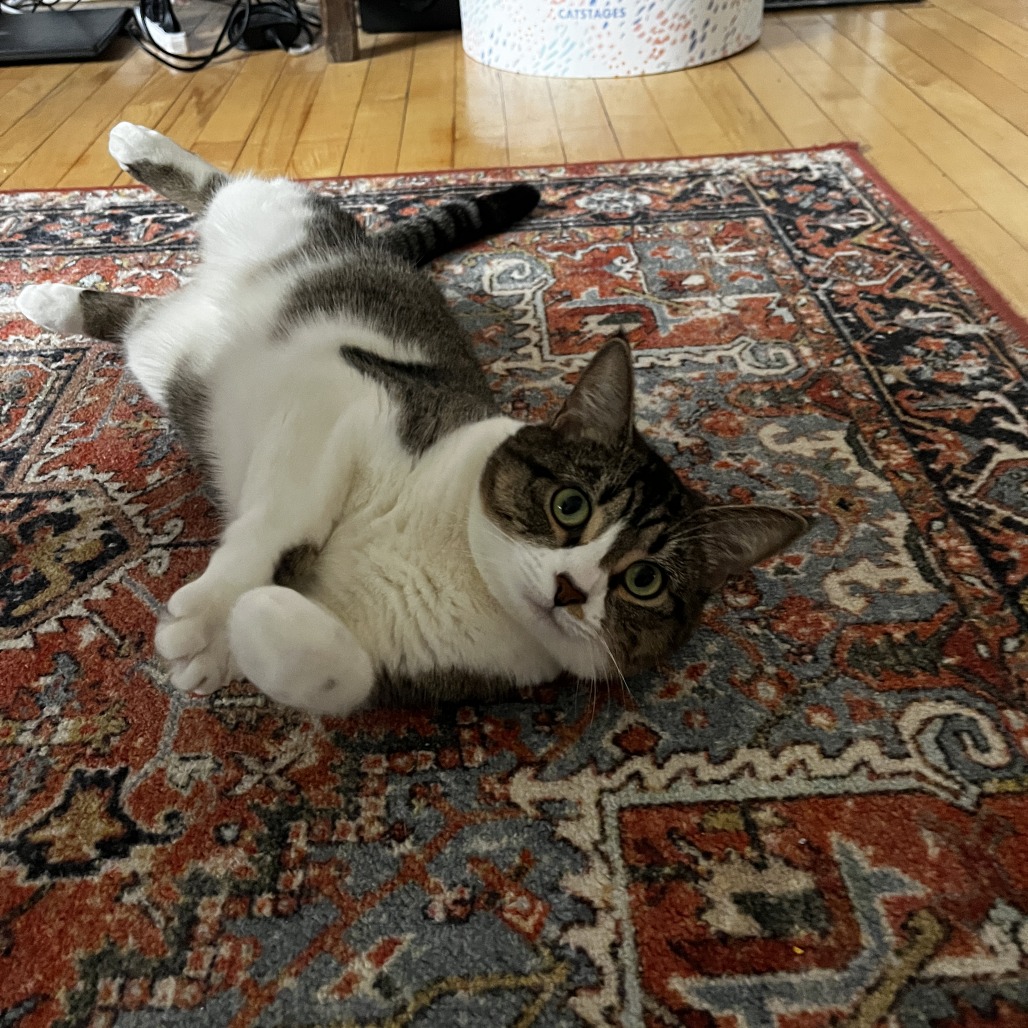 Blossom - Available from Foster, photo 8