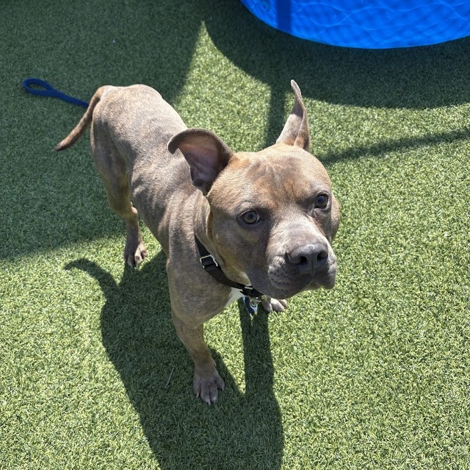 Photo of D.O.G. 7