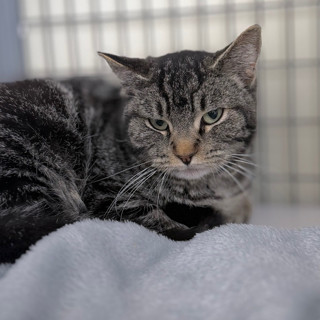 A#147b Miss Meatball's preview photo