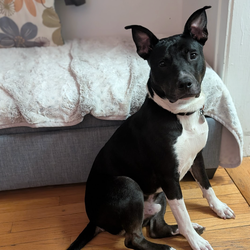 Avocado — thumbnail 4