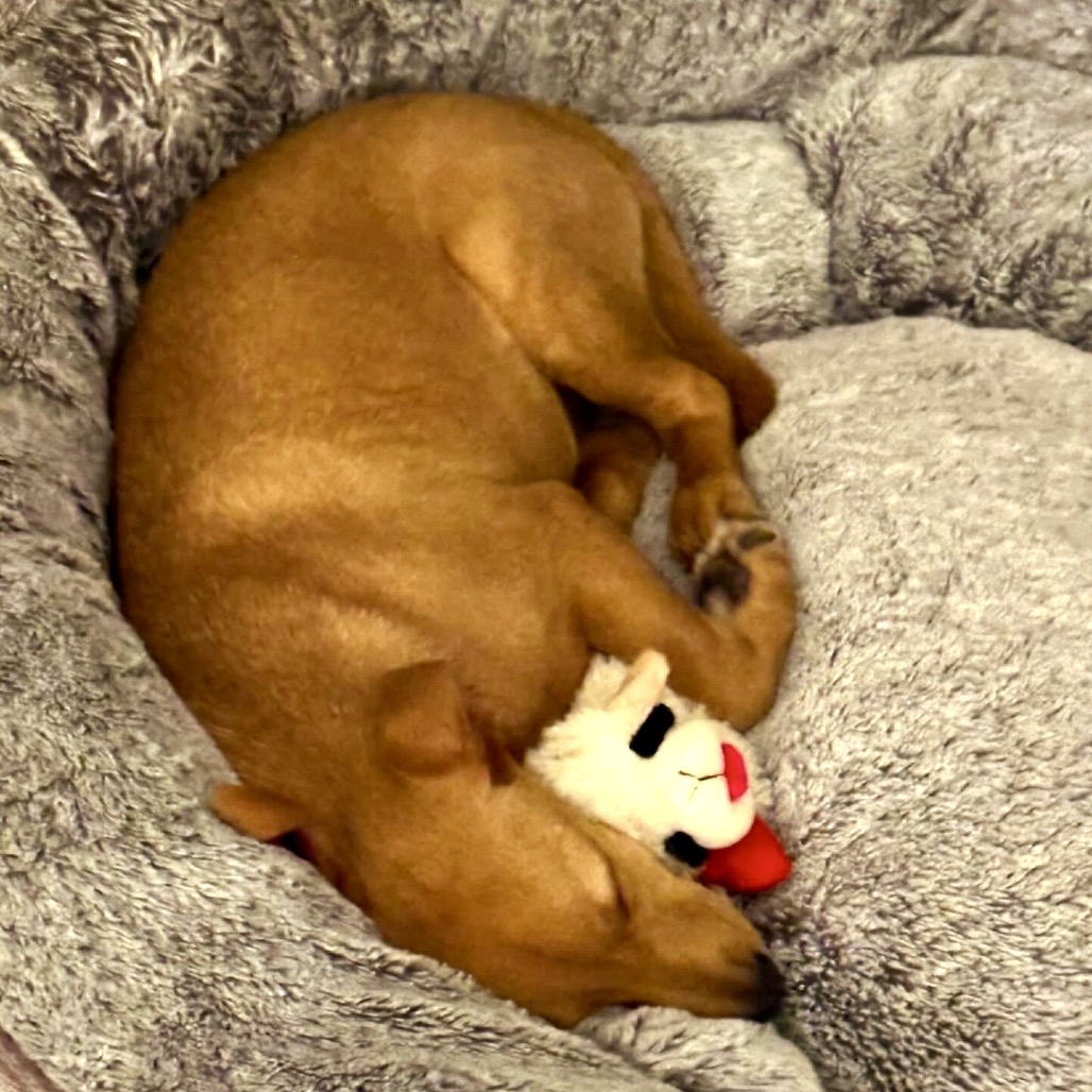 Miso — thumbnail 3