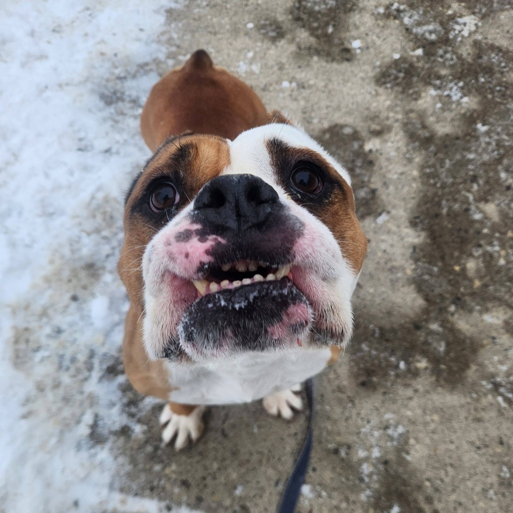 Duke — thumbnail 3