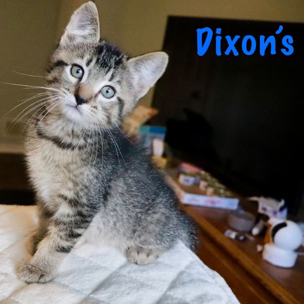 Dixon's
