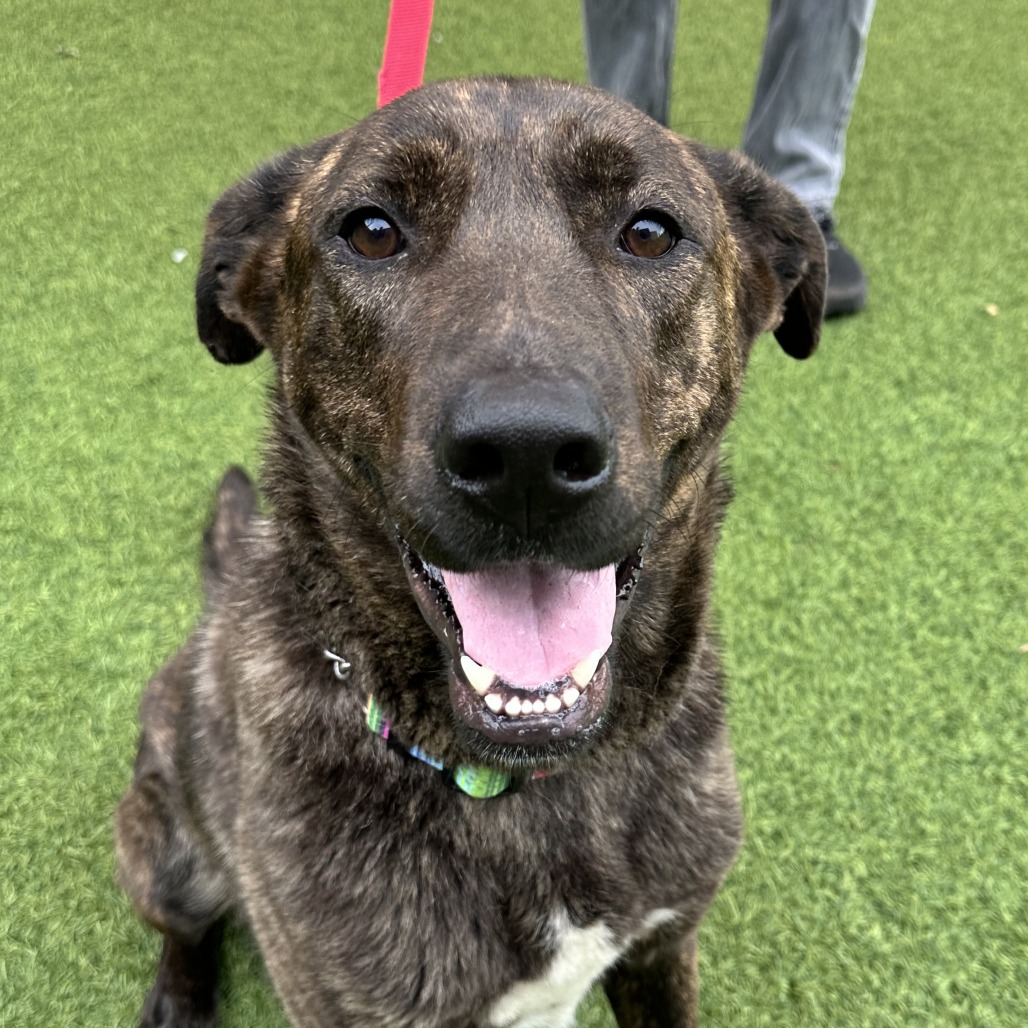 PAPRIKA - Mixed Breed (Large) available for adoption