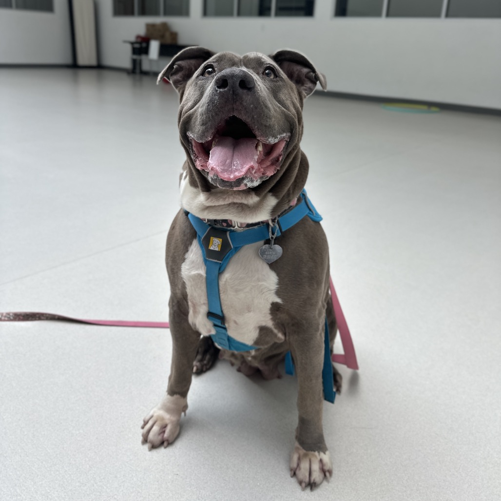 DIOR - Mixed Breed (Large) available for adoption
