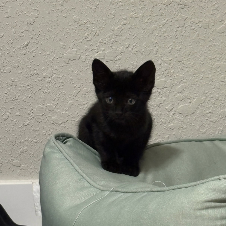 Beetle, adopted