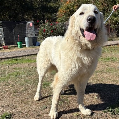 SAMMY, photo 5