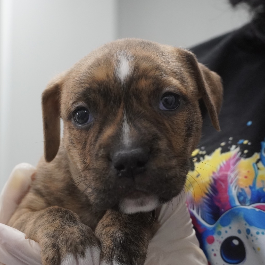 Miami Puppy - Willow, photo 5