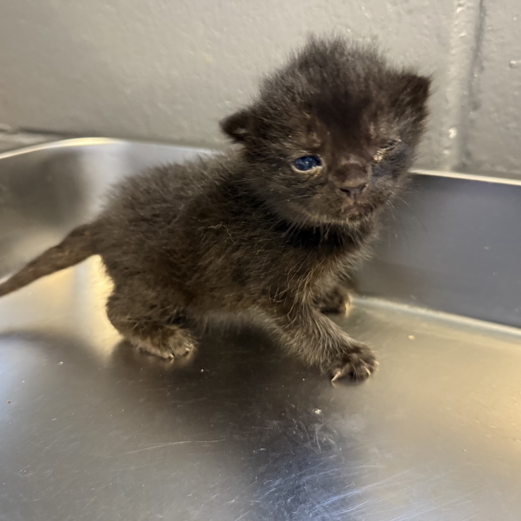 Tusc Stray 84561 2