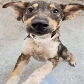 663560 - Shepherd / German available for adoption