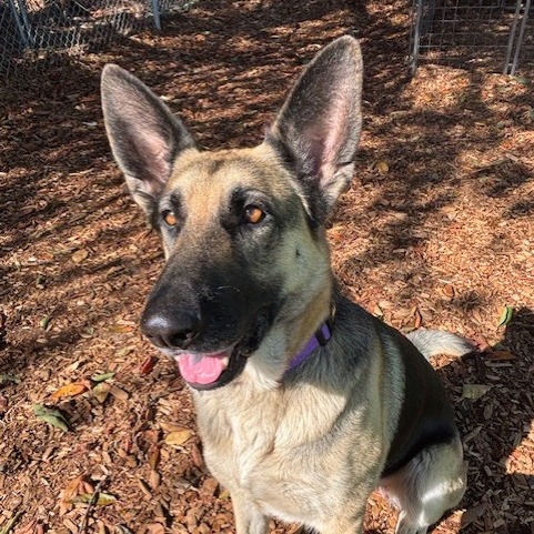 German Shepherd