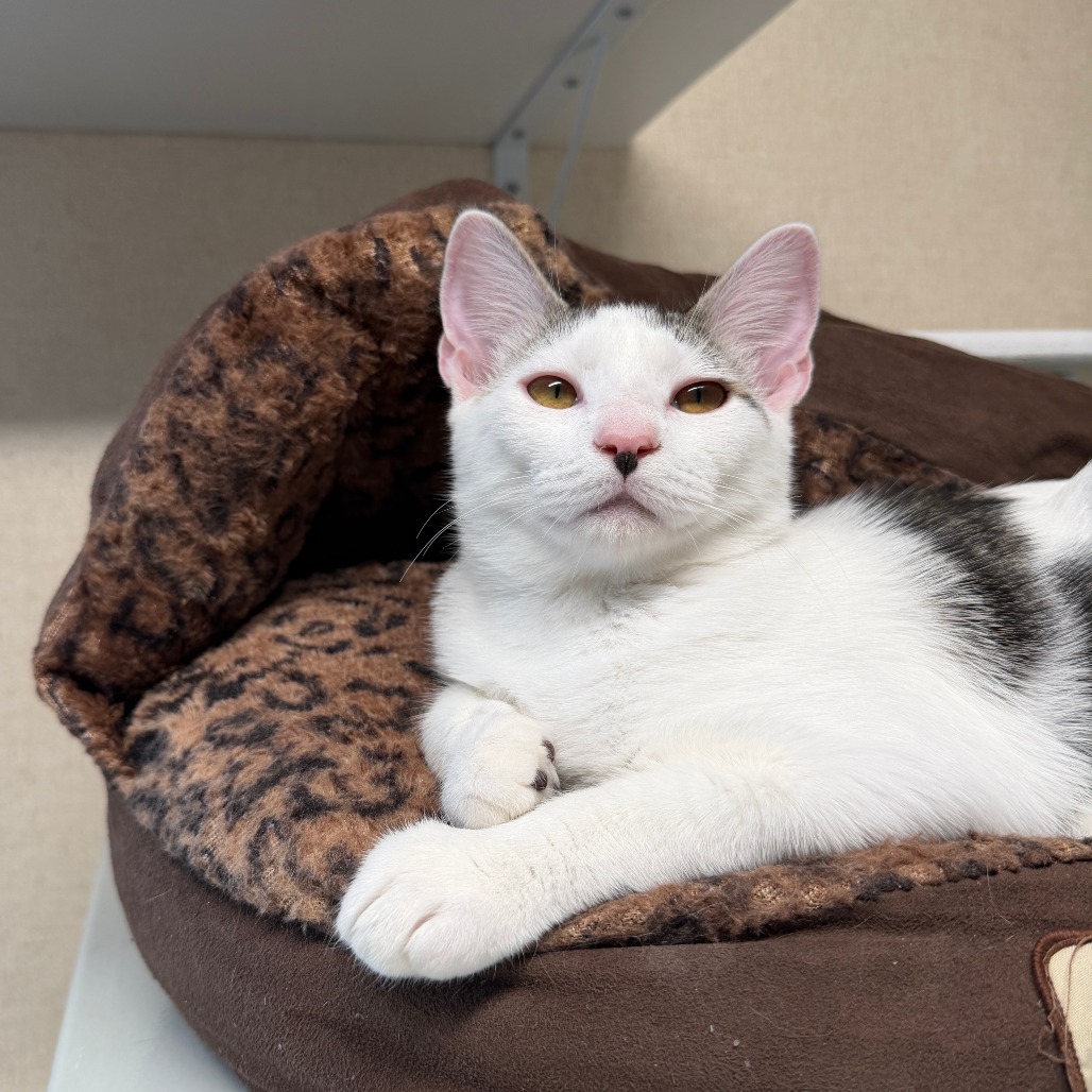 WREN - Domestic Shorthair available for adoption