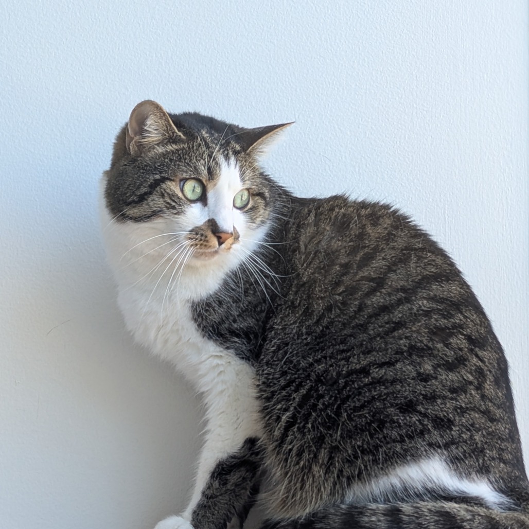 Flekka - Domestic Shorthair