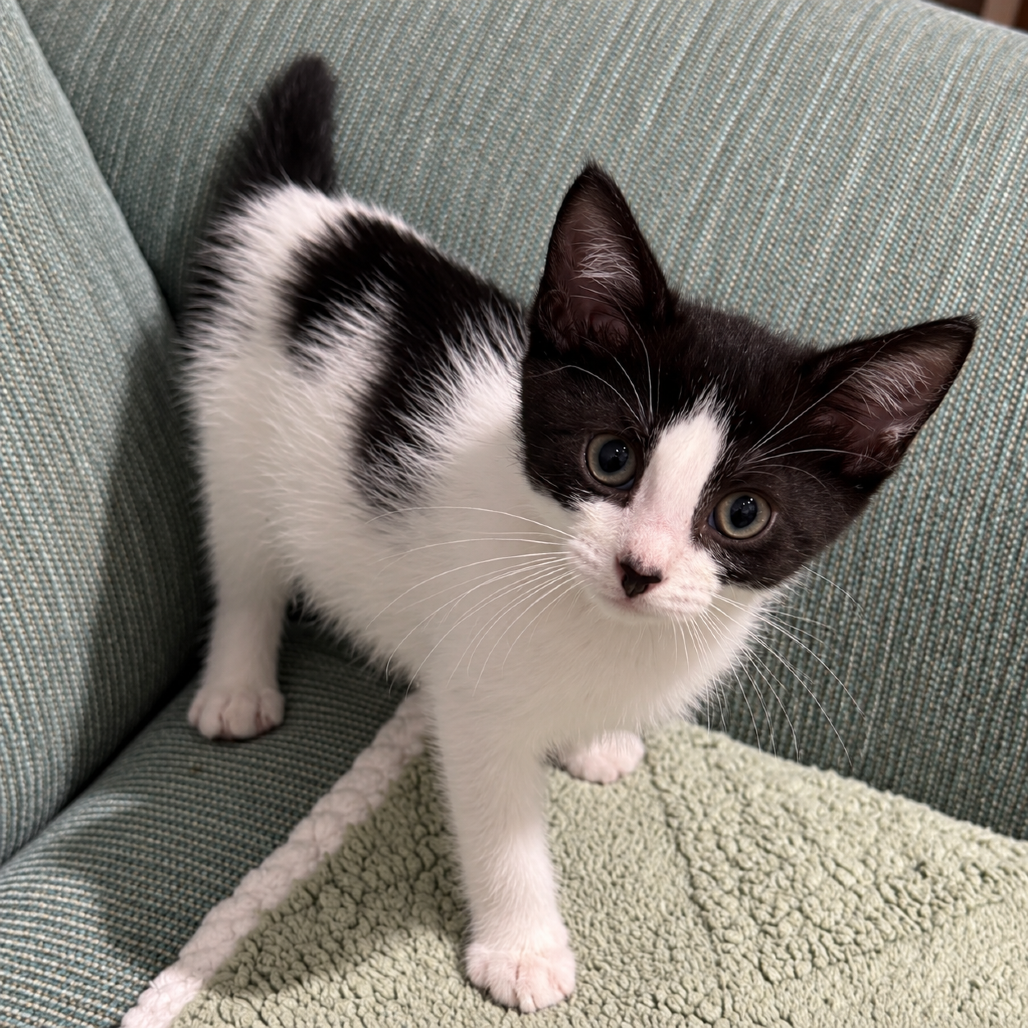 TEDDY - Domestic Shorthair available for adoption