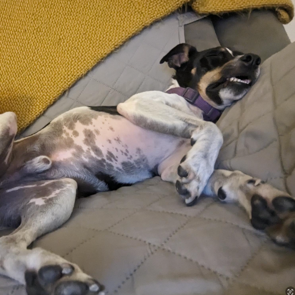 Bean, photo 8