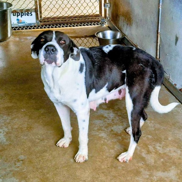MARGIE - Terrier, Pit Bull / Mixed Breed (Medium) available for adoption