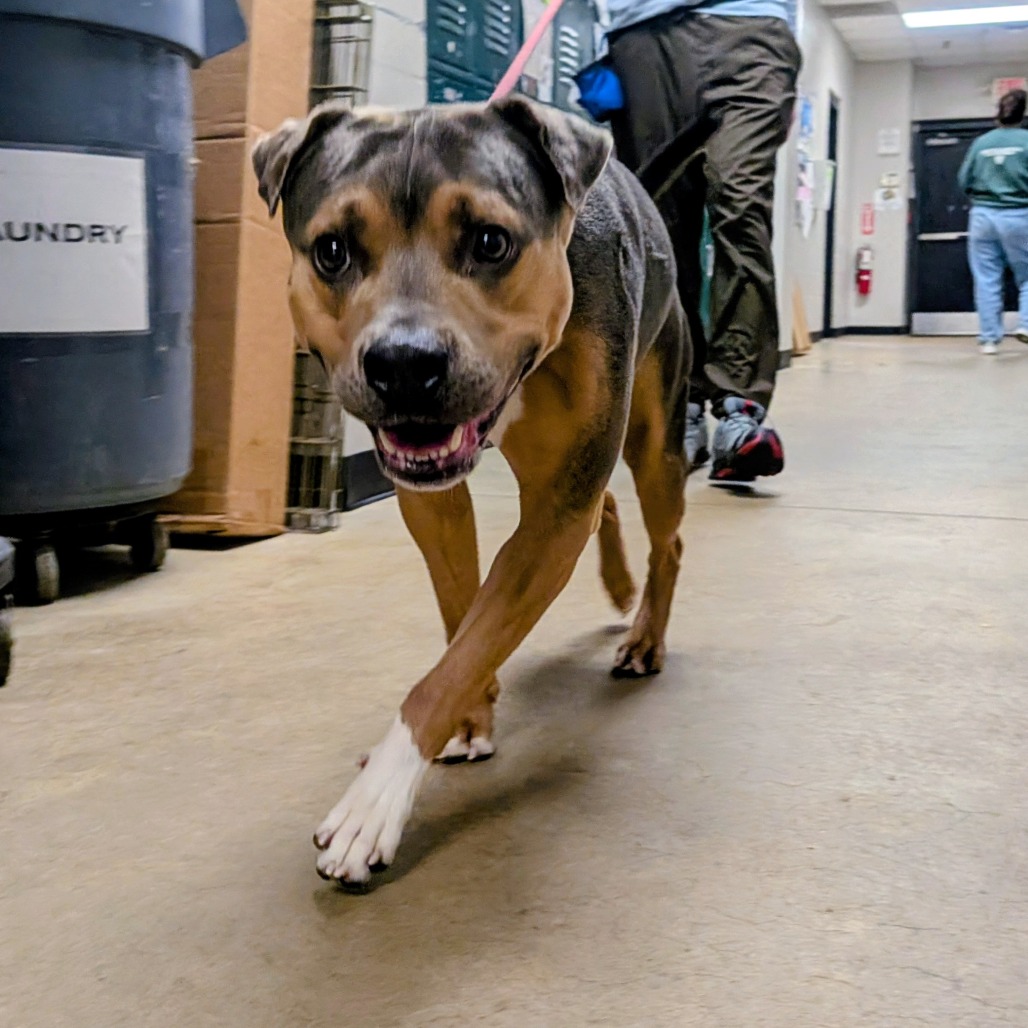 Ruckus, photo 2