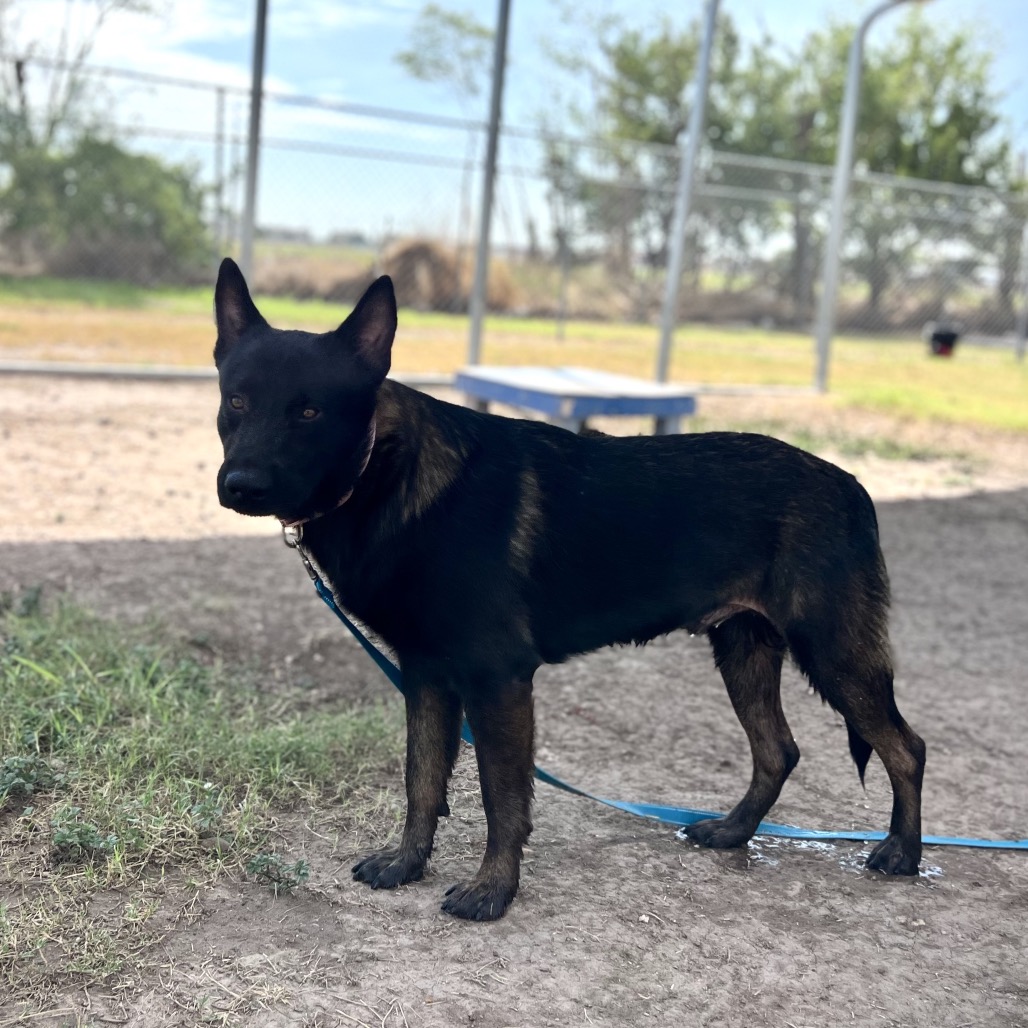 STARK - Shepherd / Mix available for adoption