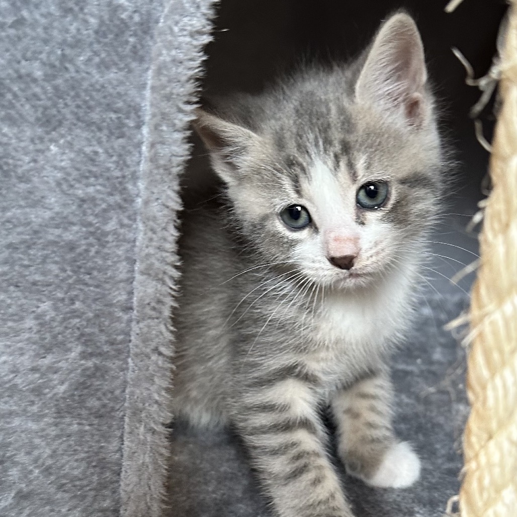 TEXAS TOAST 6 - Domestic Shorthair available for adoption