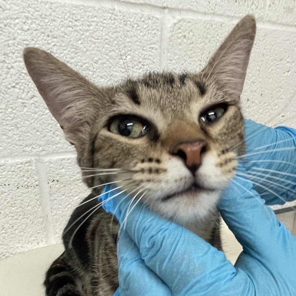 DAISY - Domestic Shorthair available for adoption