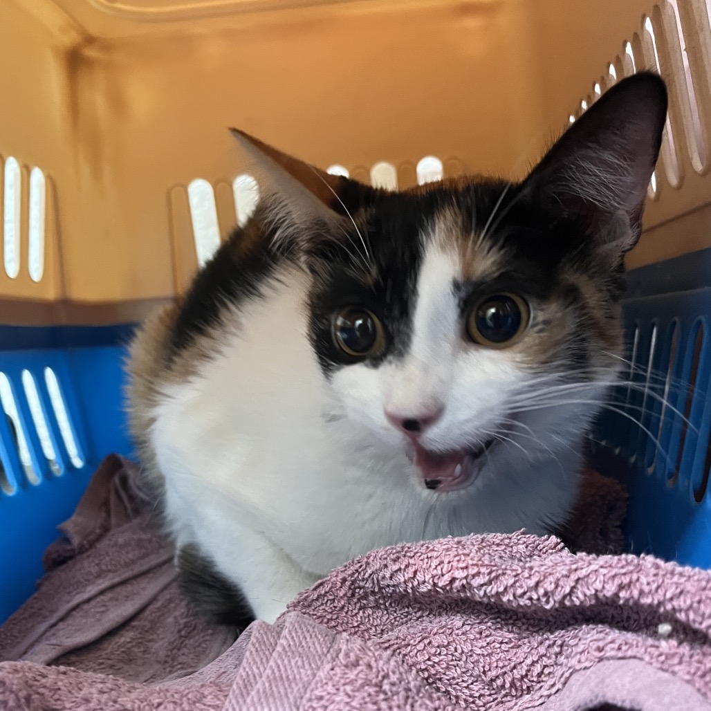 LILA - Domestic Shorthair available for adoption