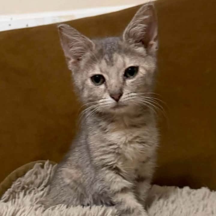 MUSHI - Domestic Shorthair available for adoption