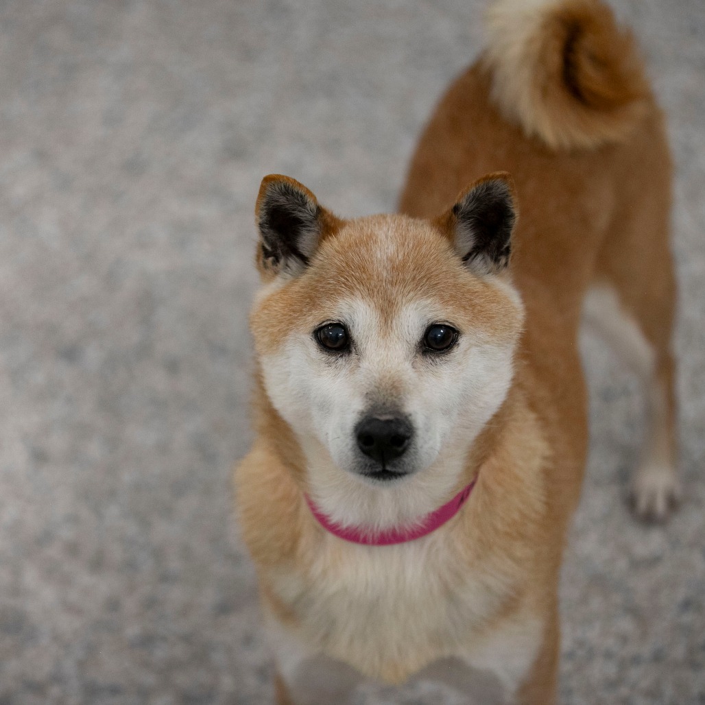 Smiley (MR26-336), photo 8