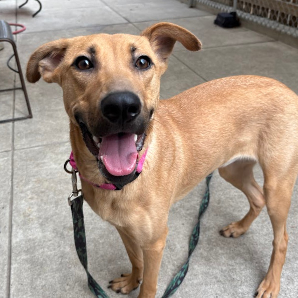 Photo of Artemisia 12