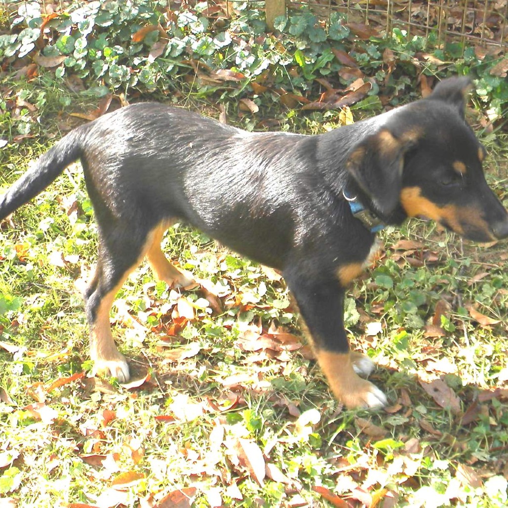 ZEKE - Mixed Breed (Medium) available for adoption