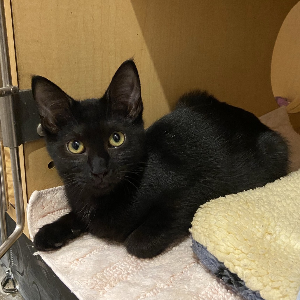 BED - Domestic Shorthair available for adoption