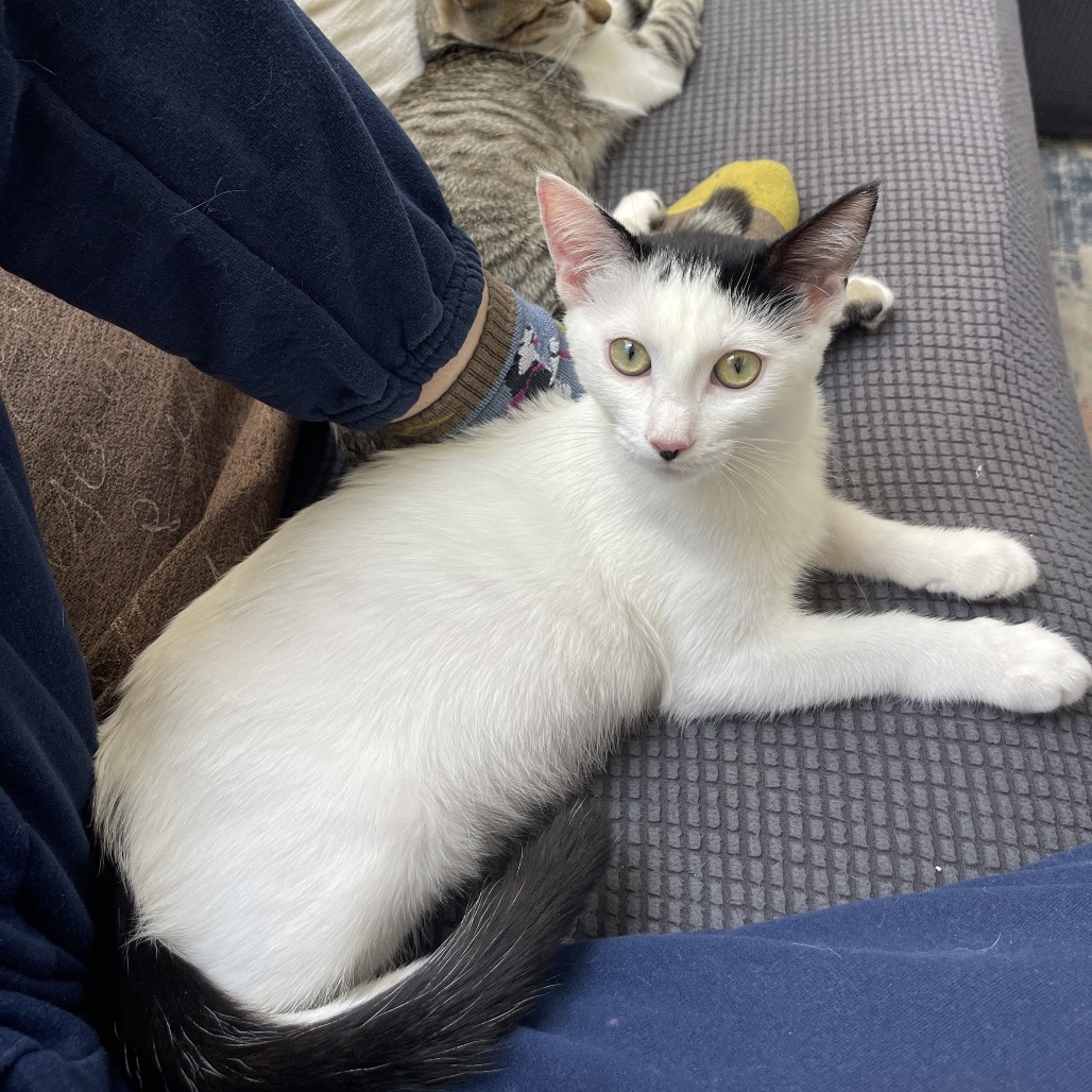 Lily, photo 10