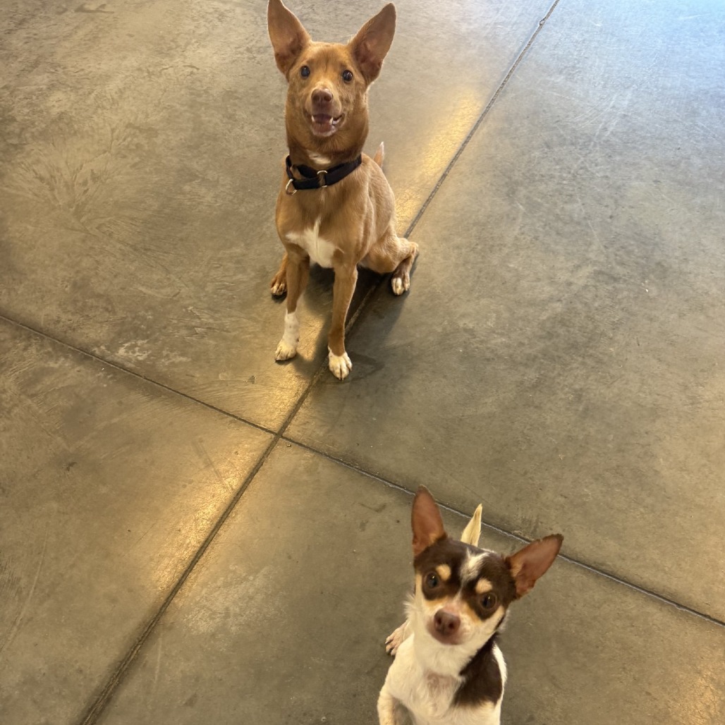 Photo of Zeplin and Aussie 7