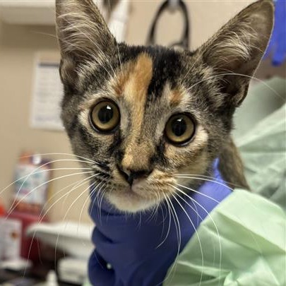 BUFFY - Domestic Shorthair available for adoption