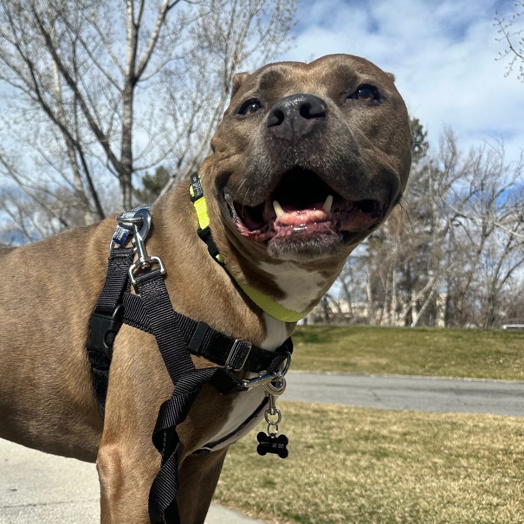 Lulu — thumbnail 2