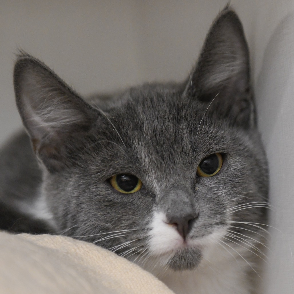 Hansel - Domestic Shorthair