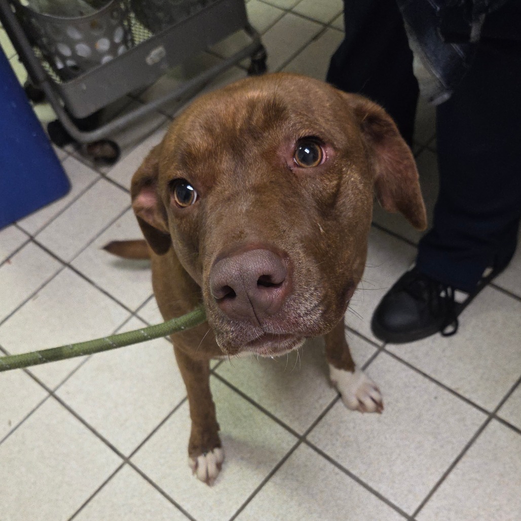 Mocha — thumbnail 2