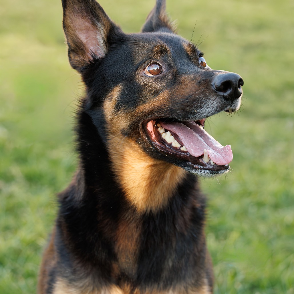 Marley, photo 7