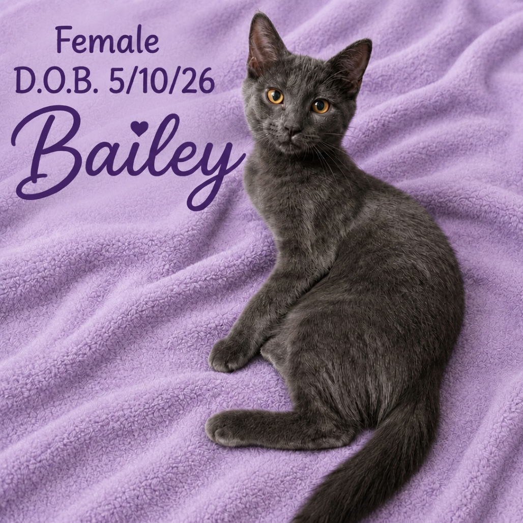 BAILEY 2.0