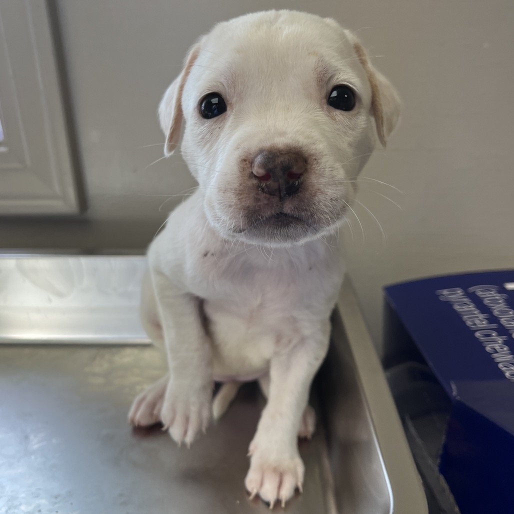  Photo of TUSC-Stray-82502