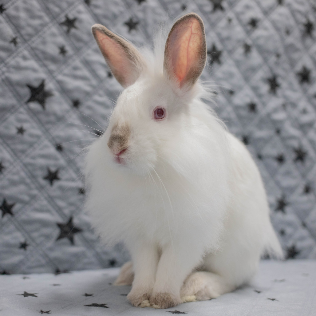 Nimbus, photo 7