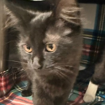 PEPPER - Domestic Medium Hair available for adoption