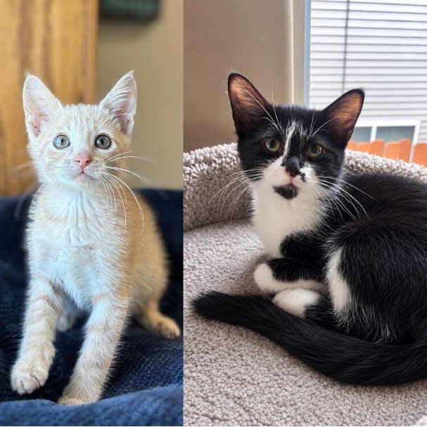 Charcoal--In Foster